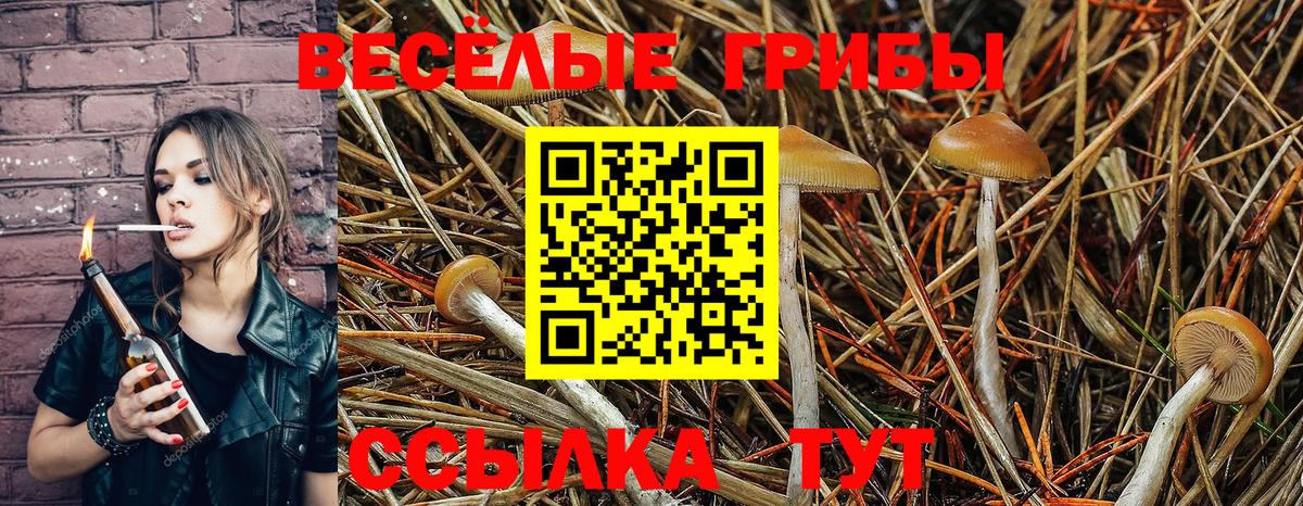 закладки  Вход с VPN  Стрежевой  Галлюциногенные грибы Psilocybe 